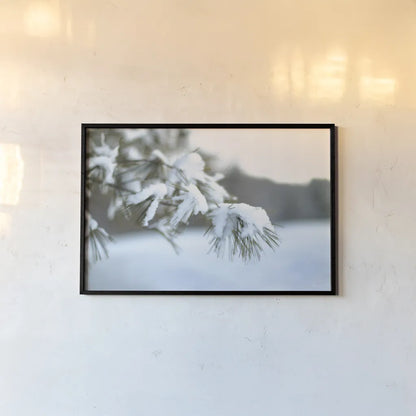 Frosted White Pine by Sue Schlabach. shown as a paper print in a black flame. Available as a archival giclee rolled canvas, fine art paper, or poster print. SKU 60940i.