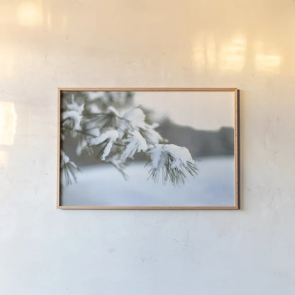 Frosted White Pine by Sue Schlabach. shown as a paper print in a natural frame. Available as a archival giclee rolled canvas, fine art paper, or poster print. SKU 60940i.