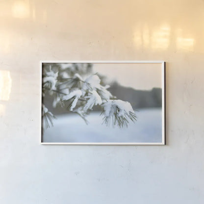 Frosted White Pine by Sue Schlabach. shown as a paper print in a white frame. Available as a archival giclee rolled canvas, fine art paper, or poster print. SKU 60940i.