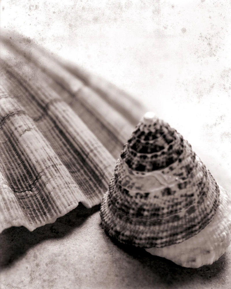Gifts From the Sea No Border by Sue Schlabach