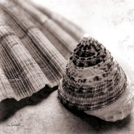 Gifts from the Sea Square by Sue Schlabach. SKU 5846a. Archival Giclee Fine art print for wall decor.