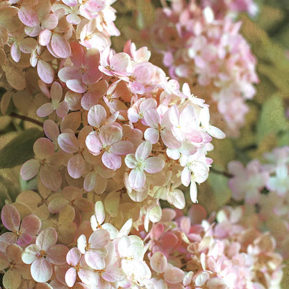 Gilded Hydrangea I Color by Sue Schlabach. SKU 34135a. Archival Giclee Fine art print for wall decor.