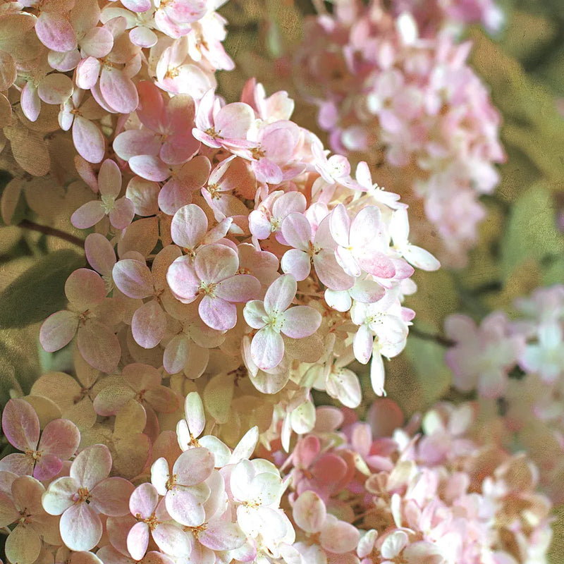 Gilded Hydrangea I Color by Sue Schlabach. SKU 34135a. Archival Giclee Fine art print for wall decor.