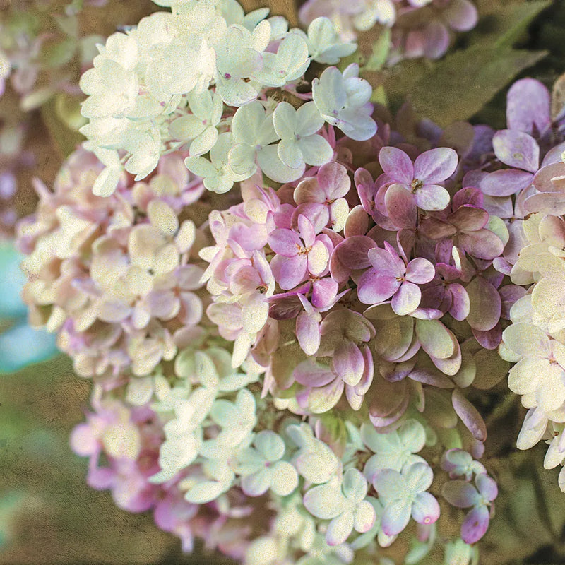 Gilded Hydrangea II Color by Sue Schlabach. SKU 34136a. Archival Giclee Fine art print for wall decor.