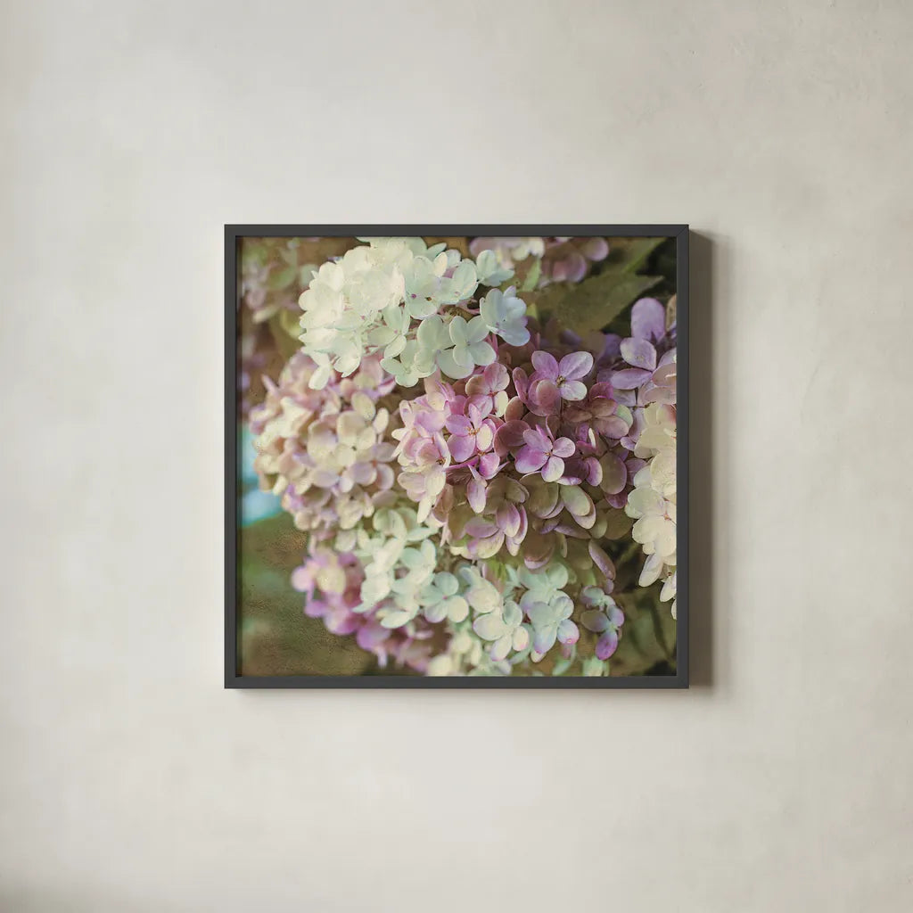 Gilded Hydrangea II Color by Sue Schlabach. Shown in a sleek black glass frame for a contemporary gallery look. Available as an archival giclee rolled canvas, fine art paper, or poster print. SKU 34136a.