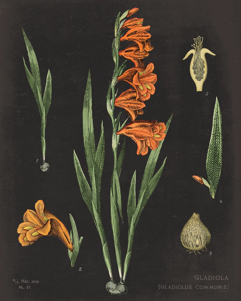 Gladiola Chart Crop by Sue Schlabach