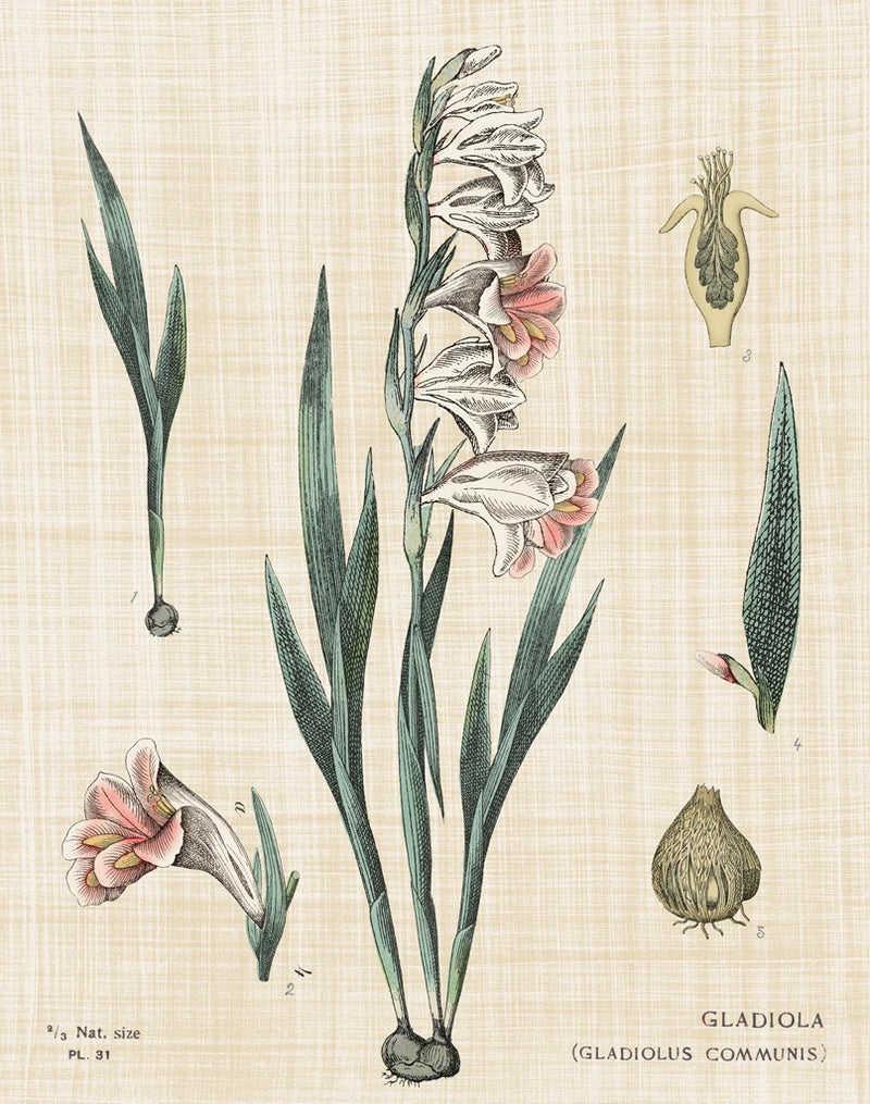 Gladiola Chart Linen by Sue Schlabach