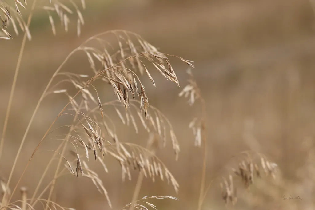 Golden Grasses I by Sue Schlabach. SKU 82863i. Archival Giclee Fine art print for wall decor.
