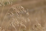 Golden Grasses I by Sue Schlabach. SKU 82863i. Archival Giclee Fine art print for wall decor.