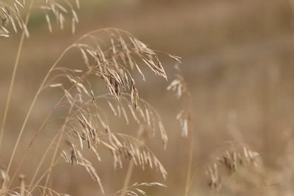 Golden Grasses I by Sue Schlabach. SKU 82863i. Archival Giclee Fine art print for wall decor.