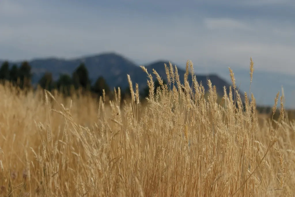 Golden Grasses II by Sue Schlabach. SKU 82864i. Archival Giclee Fine art print for wall decor.