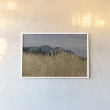 Golden Grasses II by Sue Schlabach. shown as a paper print in a white frame. Available as a archival giclee rolled canvas, fine art paper, or poster print. SKU 82864i.