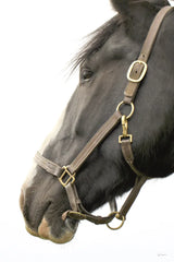 In Halter by Sue Schlabach. SKU 58271h. Archival Giclee Fine art print for wall decor.