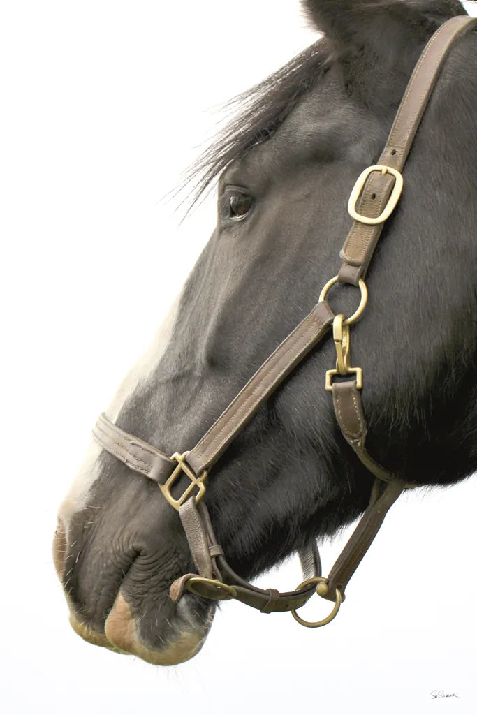 In Halter by Sue Schlabach. SKU 58271h. Archival Giclee Fine art print for wall decor.