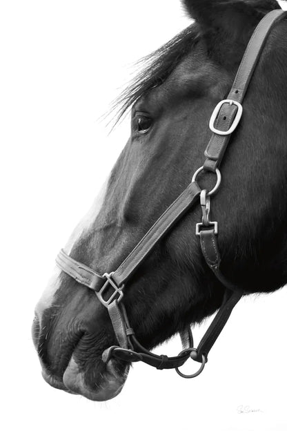 In Halter BW by Sue Schlabach. SKU 76409h. Archival Giclee Fine art print for wall decor.