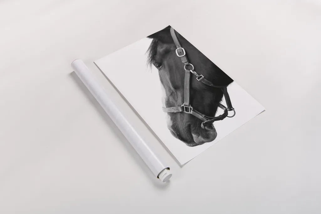 In Halter BW by Sue Schlabach. shown as a rolled paper print. Available as archival giclee rolled canvas, fine art paper, or poster print. SKU 76409h.