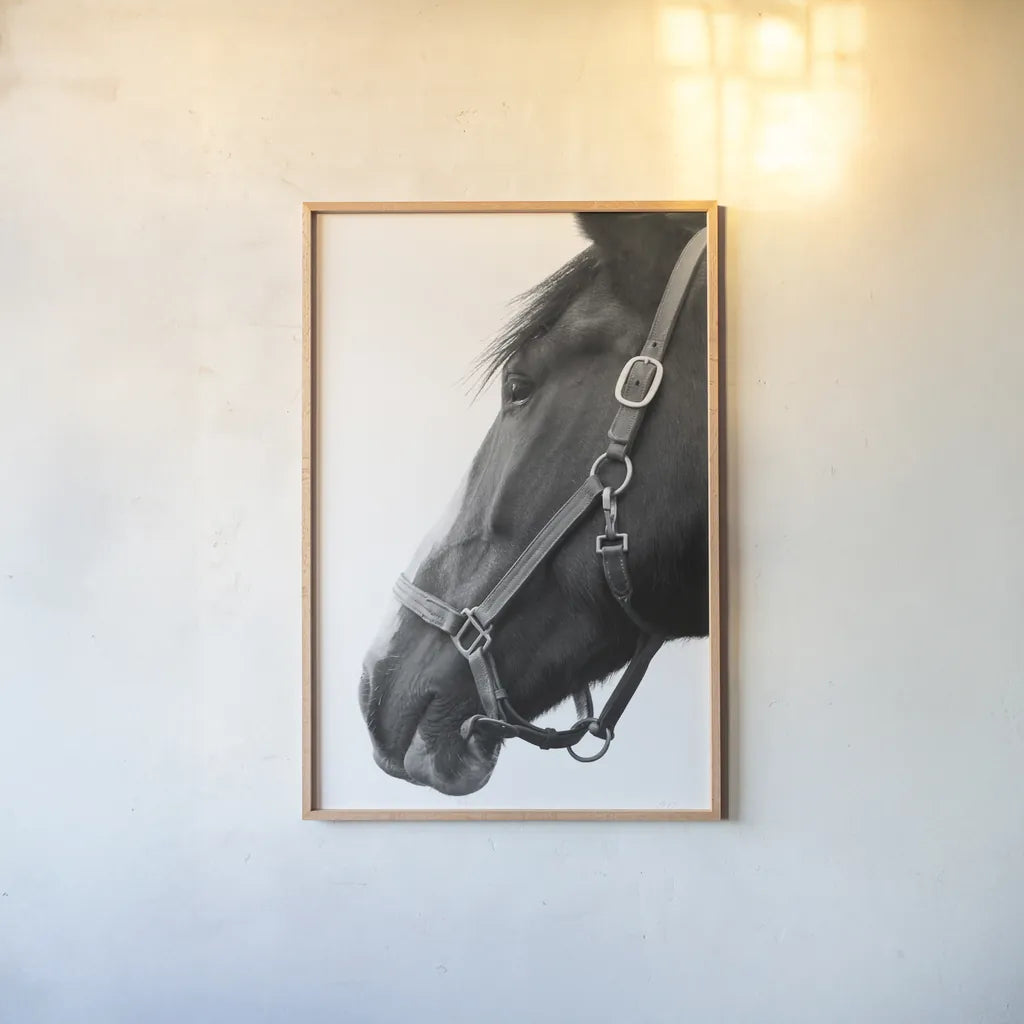 In Halter BW by Sue Schlabach. shown as a paper print in a natural frame. Available as a archival giclee rolled canvas, fine art paper, or poster print. SKU 76409h.