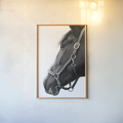 In Halter BW by Sue Schlabach. shown as a paper print in a natural frame. Available as a archival giclee rolled canvas, fine art paper, or poster print. SKU 76409h.