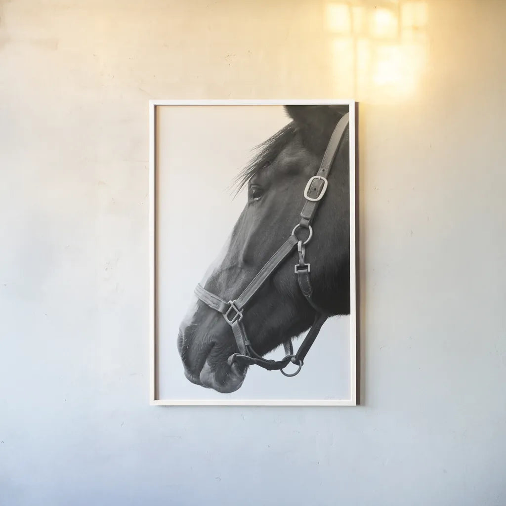In Halter BW by Sue Schlabach. shown as a paper print in a white frame. Available as a archival giclee rolled canvas, fine art paper, or poster print. SKU 76409h.