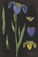 Iris Chart by Sue Schlabach. SKU 18234h. Archival Giclee Fine art print for wall decor.