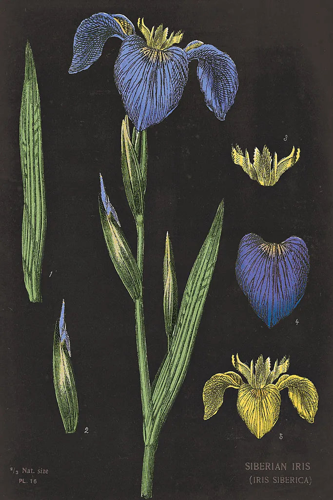 Iris Chart by Sue Schlabach. SKU 18234h. Archival Giclee Fine art print for wall decor.