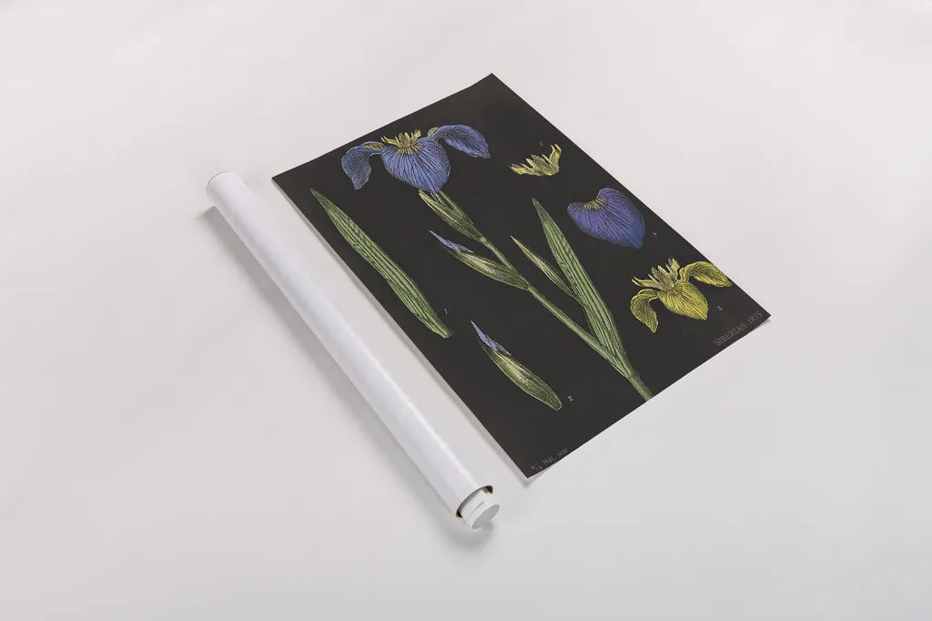 Iris Chart by Sue Schlabach. shown as a rolled paper print. Available as archival giclee rolled canvas, fine art paper, or poster print. SKU 18234h.
