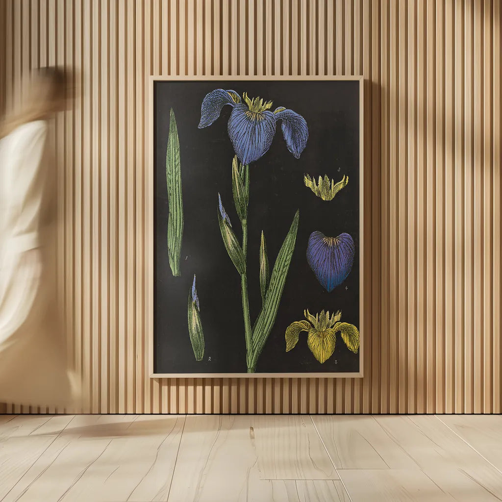 Iris Chart by Sue Schlabach. shown as over sized large wall art. Available as an archival giclee rolled canvas, fine art paper, or poster print. SKU 18234h.