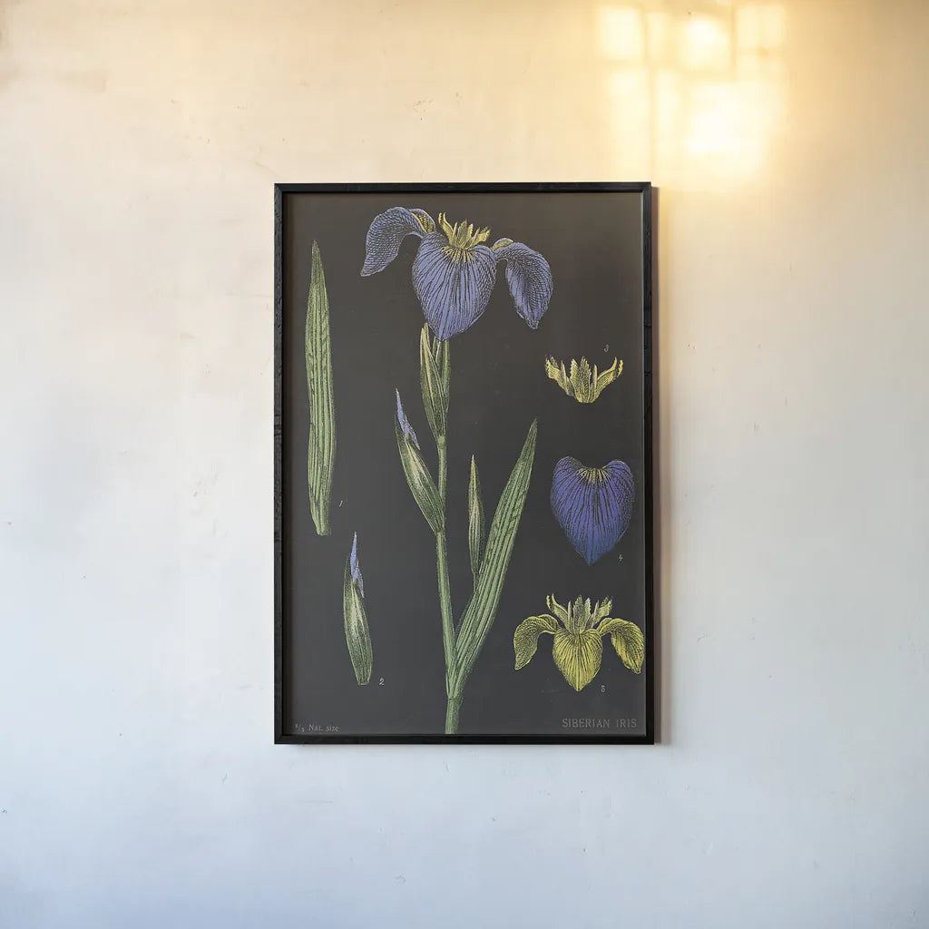 Iris Chart by Sue Schlabach. shown as a paper print in a black flame. Available as a archival giclee rolled canvas, fine art paper, or poster print. SKU 18234h.