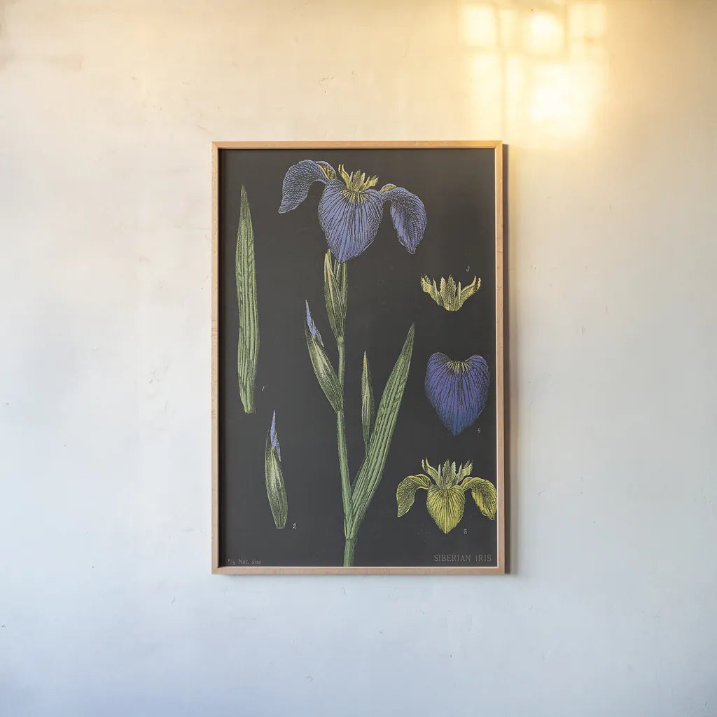 Iris Chart by Sue Schlabach. shown as a paper print in a natural frame. Available as a archival giclee rolled canvas, fine art paper, or poster print. SKU 18234h.
