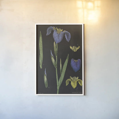 Iris Chart by Sue Schlabach. shown as a paper print in a white frame. Available as a archival giclee rolled canvas, fine art paper, or poster print. SKU 18234h.
