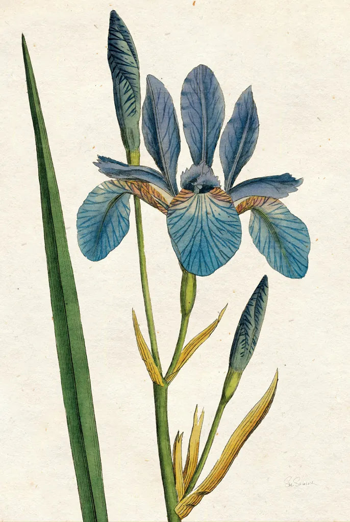 Iris Letter No Words by Sue Schlabach. SKU 44800h. Archival Giclee Fine art print for wall decor.