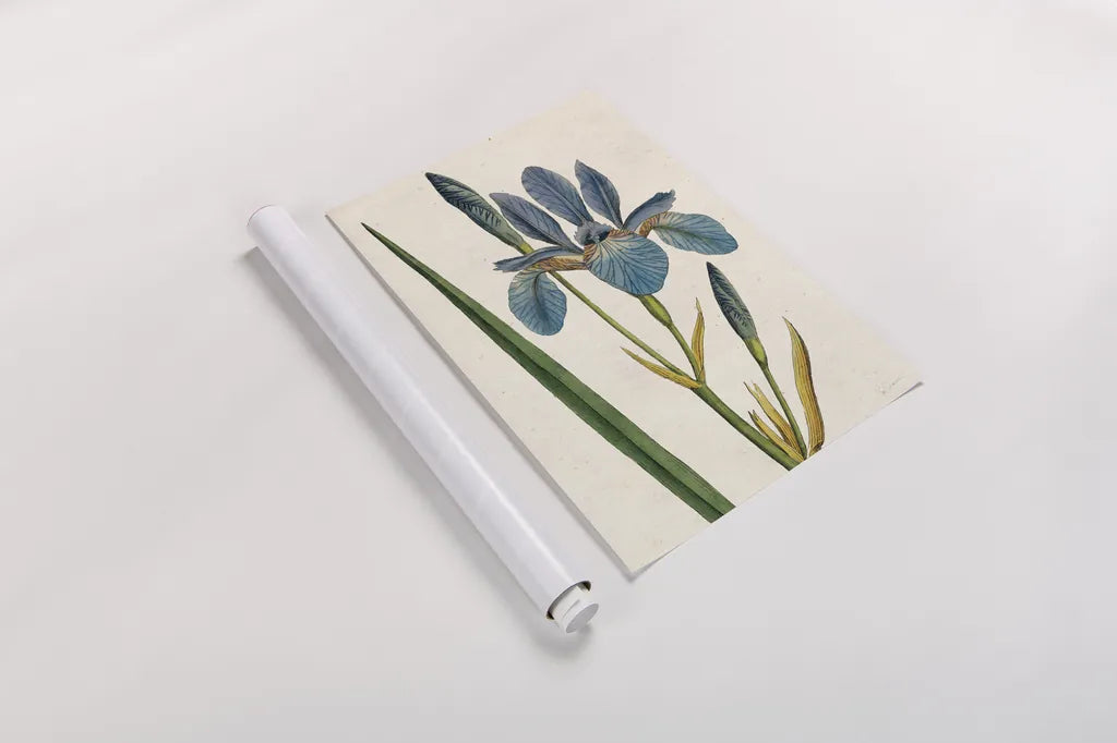 Iris Letter No Words by Sue Schlabach. shown as a rolled paper print. Available as archival giclee rolled canvas, fine art paper, or poster print. SKU 44800h.