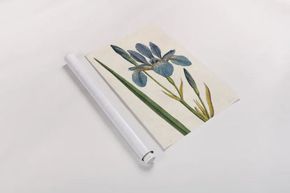 Iris Letter No Words by Sue Schlabach. shown as a rolled paper print. Available as archival giclee rolled canvas, fine art paper, or poster print. SKU 44800h.