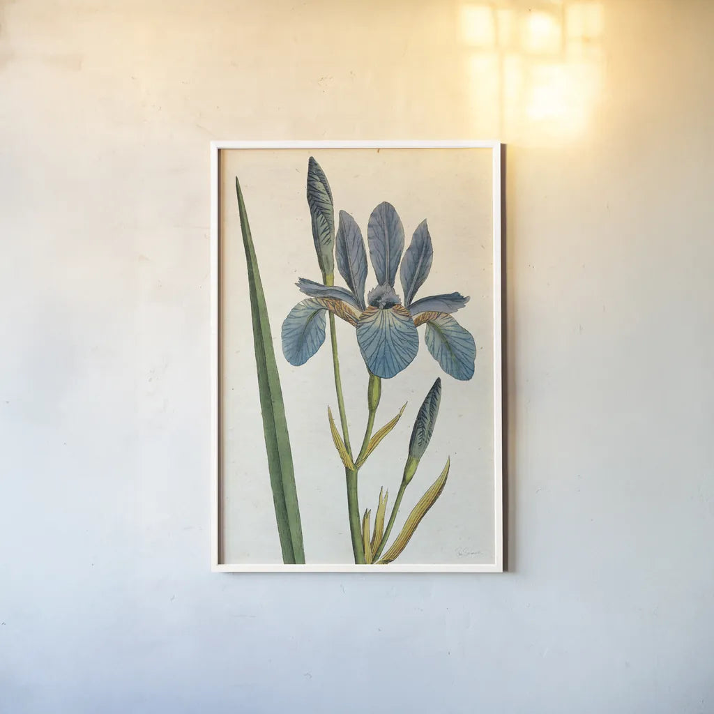 Iris Letter No Words by Sue Schlabach. shown as a paper print in a white frame. Available as a archival giclee rolled canvas, fine art paper, or poster print. SKU 44800h.