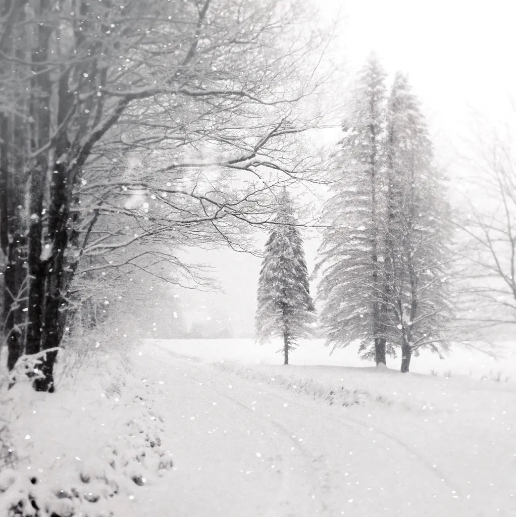 Let it Snow II BW No Words by Sue Schlabach. SKU 75780a. Archival Giclee Fine art print for wall decor.