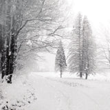 Let it Snow II BW No Words by Sue Schlabach. SKU 75780a. Archival Giclee Fine art print for wall decor.