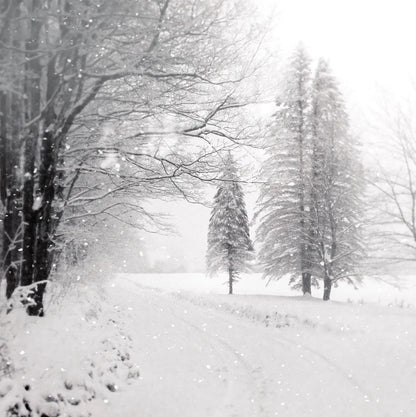 Let it Snow II BW No Words by Sue Schlabach. SKU 75780a. Archival Giclee Fine art print for wall decor.