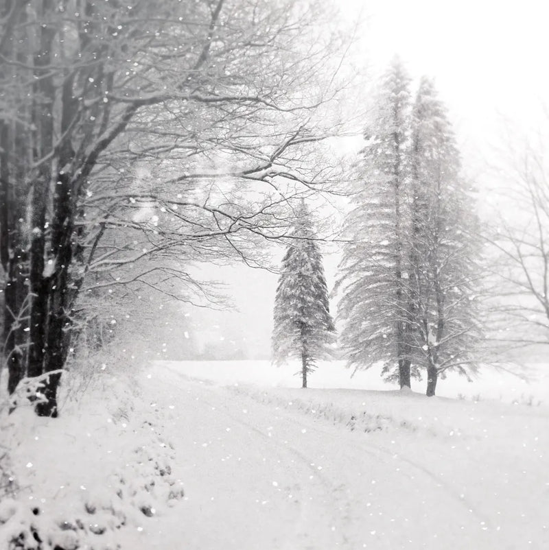 Let it Snow II BW No Words by Sue Schlabach. SKU 75780a. Archival Giclee Fine art print for wall decor.