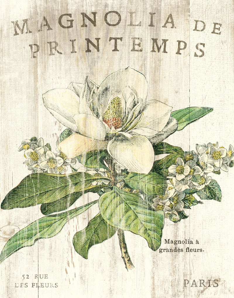 Magnolia de Printemps by Sue Schlabach