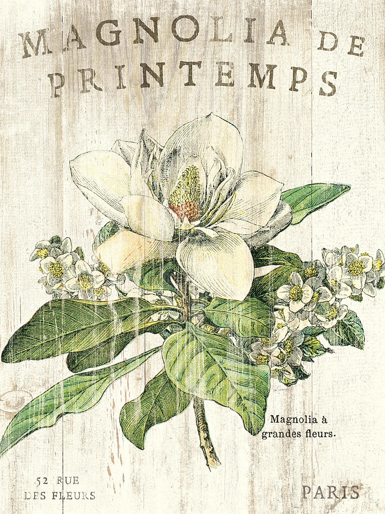 Magnolia de Printemps by Sue Schlabach