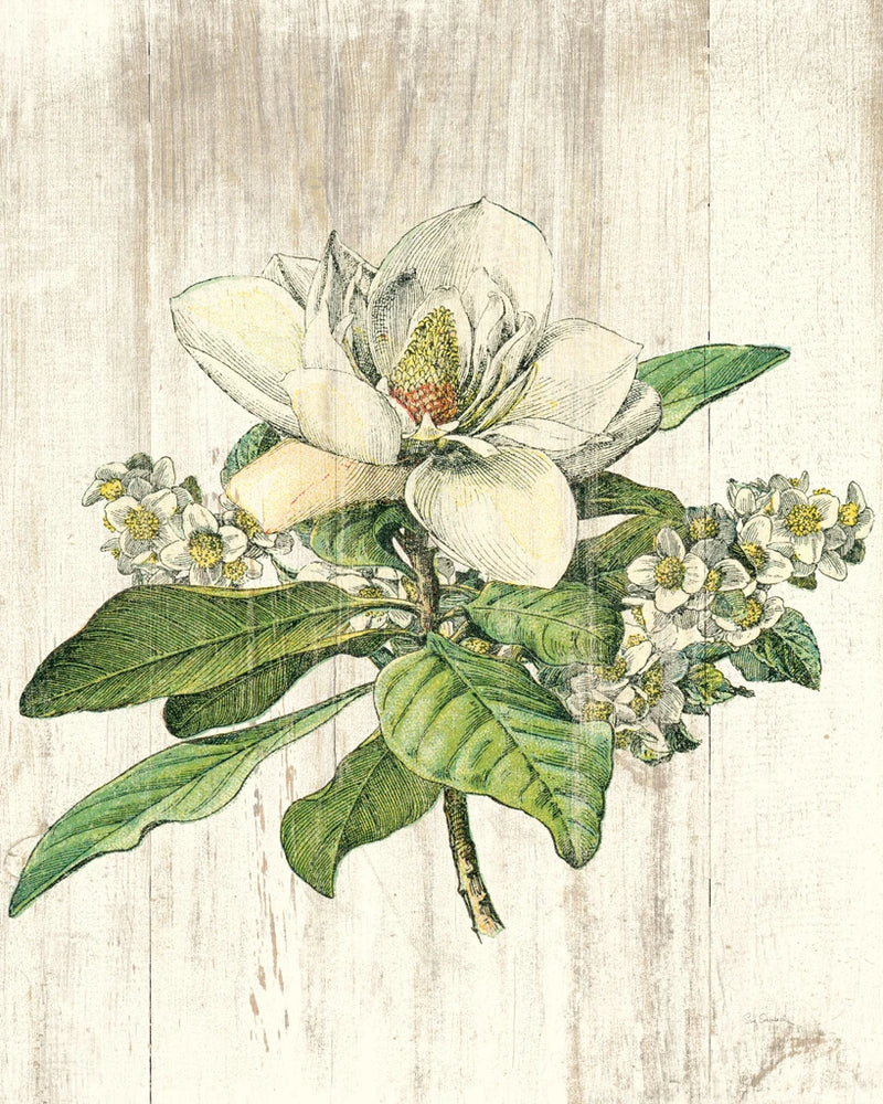 Magnolia de Printemps no Words by Sue Schlabach