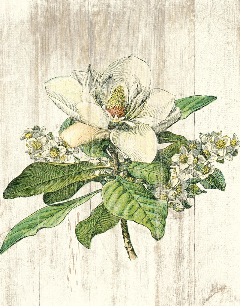 Magnolia de Printemps no Words by Sue Schlabach