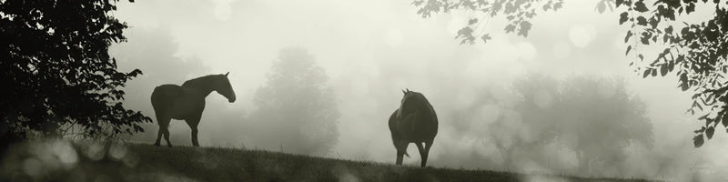 Morning Meadow Horses I by Sue Schlabach
