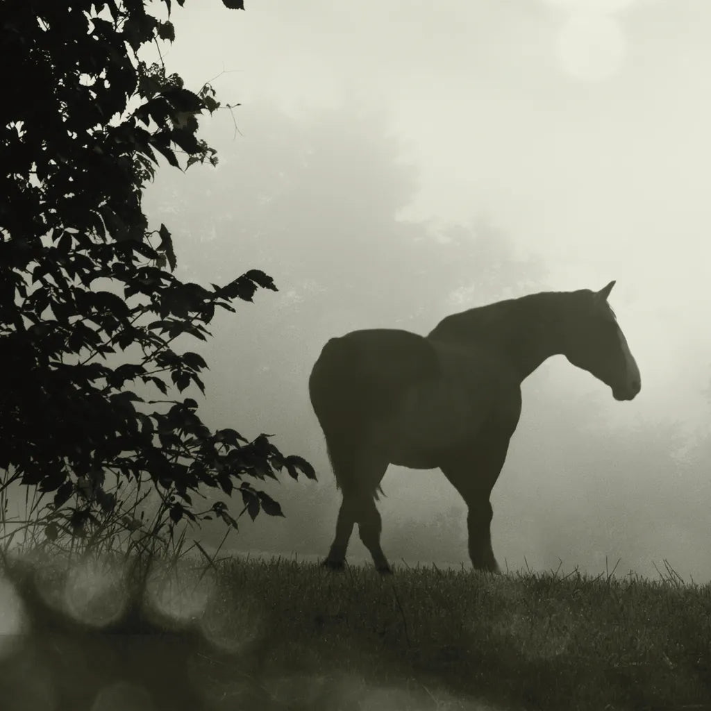 Morning Meadow Horses II by Sue Schlabach. SKU 44570a. Archival Giclee Fine art print for wall decor.