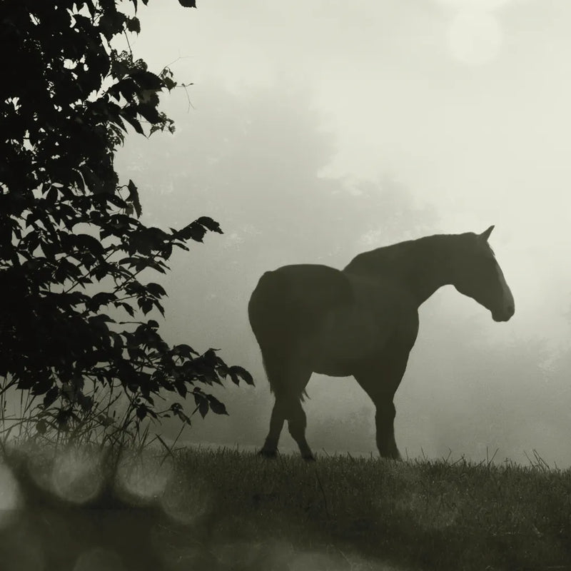 Morning Meadow Horses II by Sue Schlabach. SKU 44570a. Archival Giclee Fine art print for wall decor.