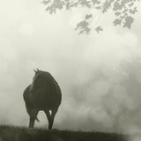 Morning Meadow Horses III by Sue Schlabach. SKU 44571a. Archival Giclee Fine art print for wall decor.