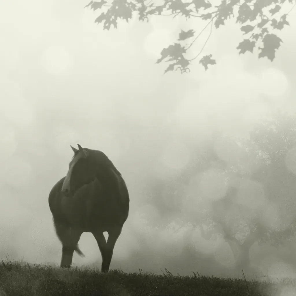 Morning Meadow Horses III by Sue Schlabach. SKU 44571a. Archival Giclee Fine art print for wall decor.