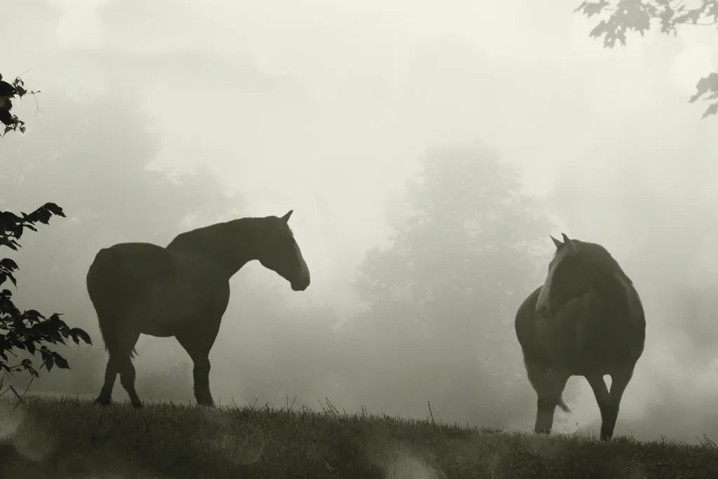 Morning Meadow Horses IV by Sue Schlabach. SKU 101288i. Archival Giclee Fine art print for wall decor.