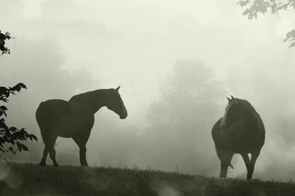 Morning Meadow Horses IV by Sue Schlabach. SKU 101288i. Archival Giclee Fine art print for wall decor.