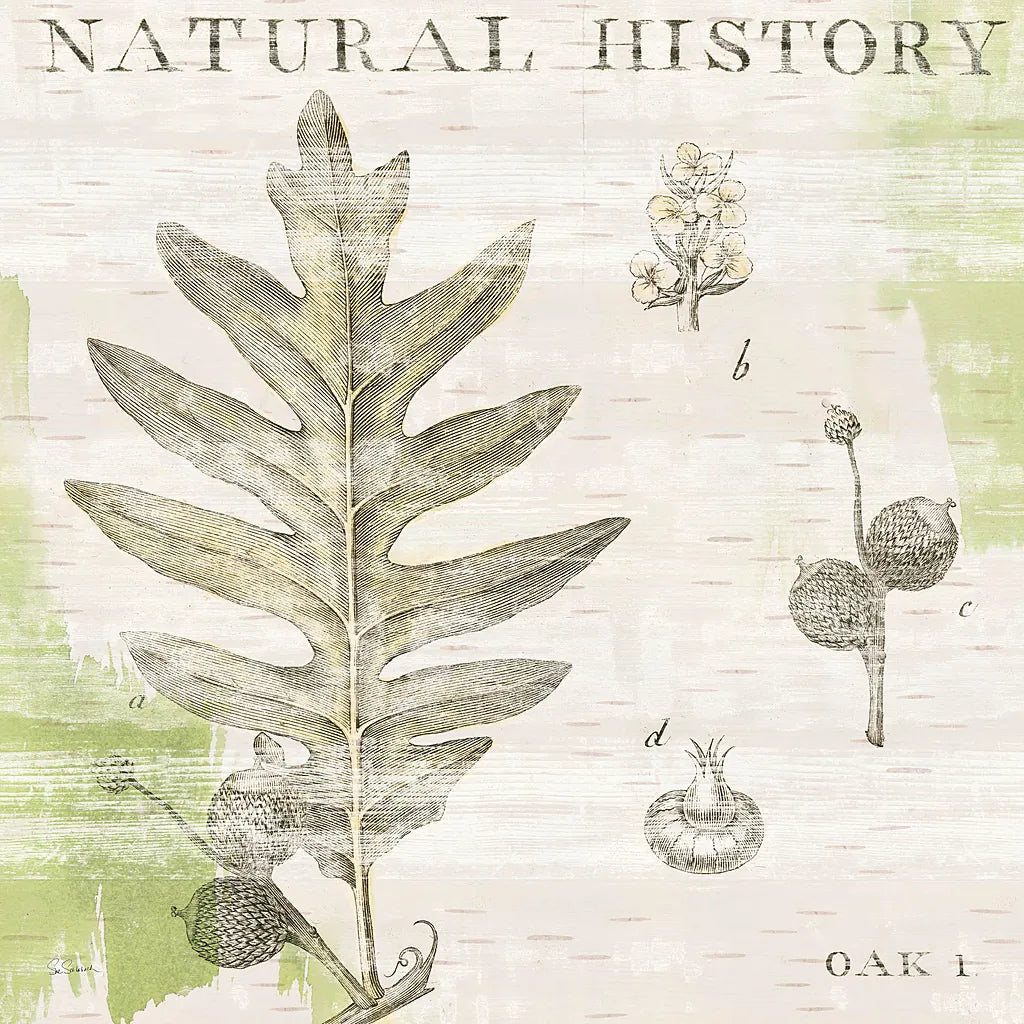 Natural History Oak I by Sue Schlabach. SKU 18703a. Archival Giclee Fine art print for wall decor.